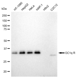 KD-Validated GC1q R Rabbit mAb (20 μl)