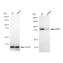 KD-Validated RRM1 Rabbit mAb (20 μl)