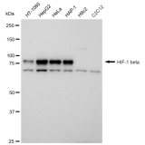 KD-Validated HIF1β Rabbit mAb (20 μl)