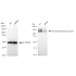 KD-Validated ABPP Rabbit mAb (20 μl)
