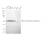KD-Validated GRSF1 Rabbit mAb (20 μl)
