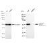 KD-Validated GRSF1 Rabbit mAb (20 μl)