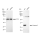 KD-Validated CASP3 Rabbit mAb (20 μl)