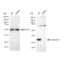 KD-Validated CASP3 Rabbit mAb (20 μl)