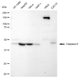 KD-Validated CASP9 Rabbit mAb (20 μl)