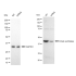 KD-Validated Citrate Synthetase Rabbit mAb (20 μl)