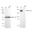 KD-Validated Tuberin Rabbit mAb (20 μl)