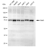 KD-Validated Stat3 Rabbit mAb (20 μl)