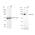 KD-Validated Stat3 Rabbit mAb (20 μl)