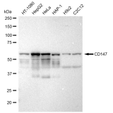 KD-Validated CD147 Rabbit mAb (20 μl)