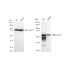 KD-Validated CD147 Rabbit mAb (20 μl)