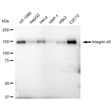 KD-Validated CD49e Rabbit mAb (20 μl)