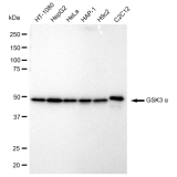KD-Validated GSK3A Rabbit mAb (20 μl)