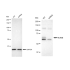 KD-Validated NUMB Rabbit mAb (20 μl)