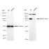 KD-Validated KMT6 Rabbit mAb (20 μl)