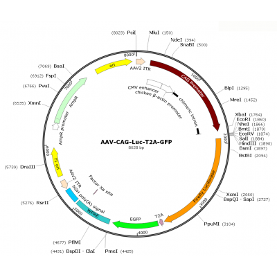 AAV CAG-Luc-T2A-GFP (30 µl)