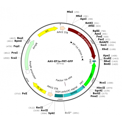 AAV EF1a-FRT-GFP (30 µl)