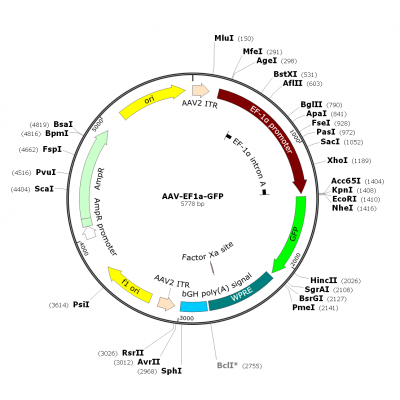 AAV EF1α-GFP (30 µl)