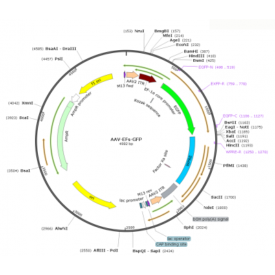 AAV Efs-GFP (30 µl)