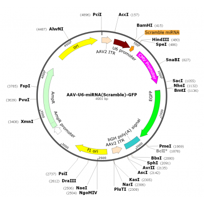 AAV U6-miRNA-GFP (30 µl)