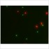 LiFluor™ Animal Cell Viability Kit (1000 rxns)