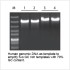 LiTaq™ Ultra HiFi DNA Polymerase (500 U)
