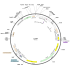Human DVL1 (BC050454) Lentiviral ORF Clone in pLX304