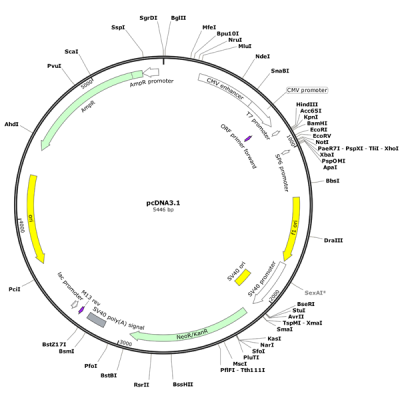 Human HTR2A (BC096839) cDNA Clone in pcDNA3.1