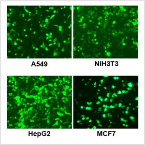 LiFect3K™ Transfection Reagent (0.75 ml)