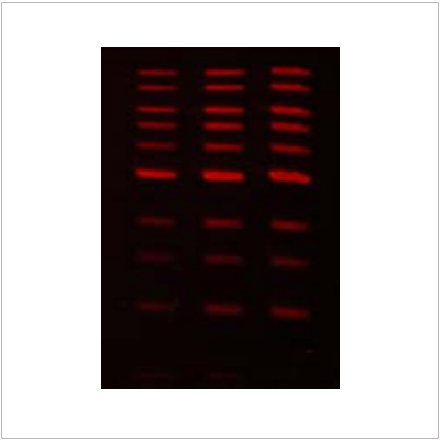LiGreen™ Red DNA Gel Stain (500 µl)