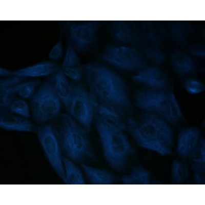 LiFluor™ 350 Blue Fluorescent Dye (1 µmol)