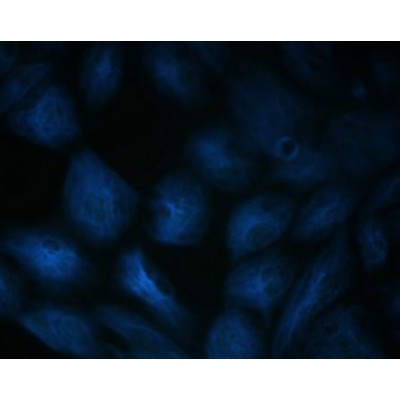 LiFluor™ 405 Blue Fluorescent Dye (1 μmol)
