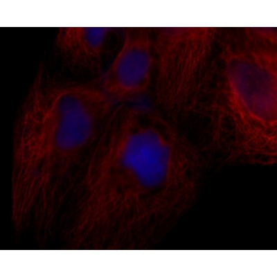 LiFluor™ 594 Red Fluorescent Dye (1 µmol)