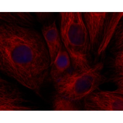 LiFluor™ 750 Red Fluorescent Dye (1 µmol)