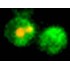 eGFP Annexin V and PI Apoptosis Kit (100 rxns)