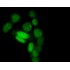Green Live-cell Nucleic Acid Stain (1 ml)