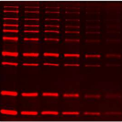 SuperLumin™ Protein Gel Stain (1 ml)