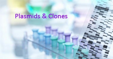 cDNA clones