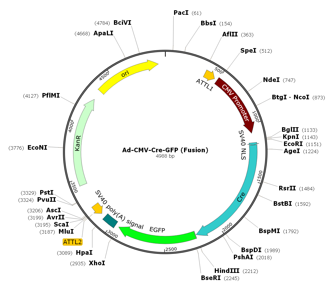 Adenovirus Cre-GFP Fusion