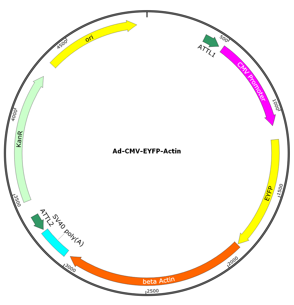 Adenovirus EYFP-Actin