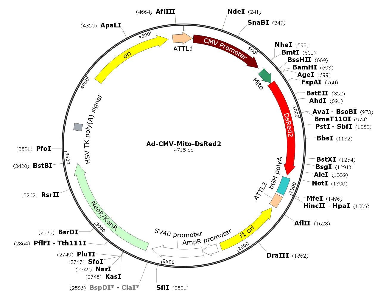 Adenovirus Mito-DsRed