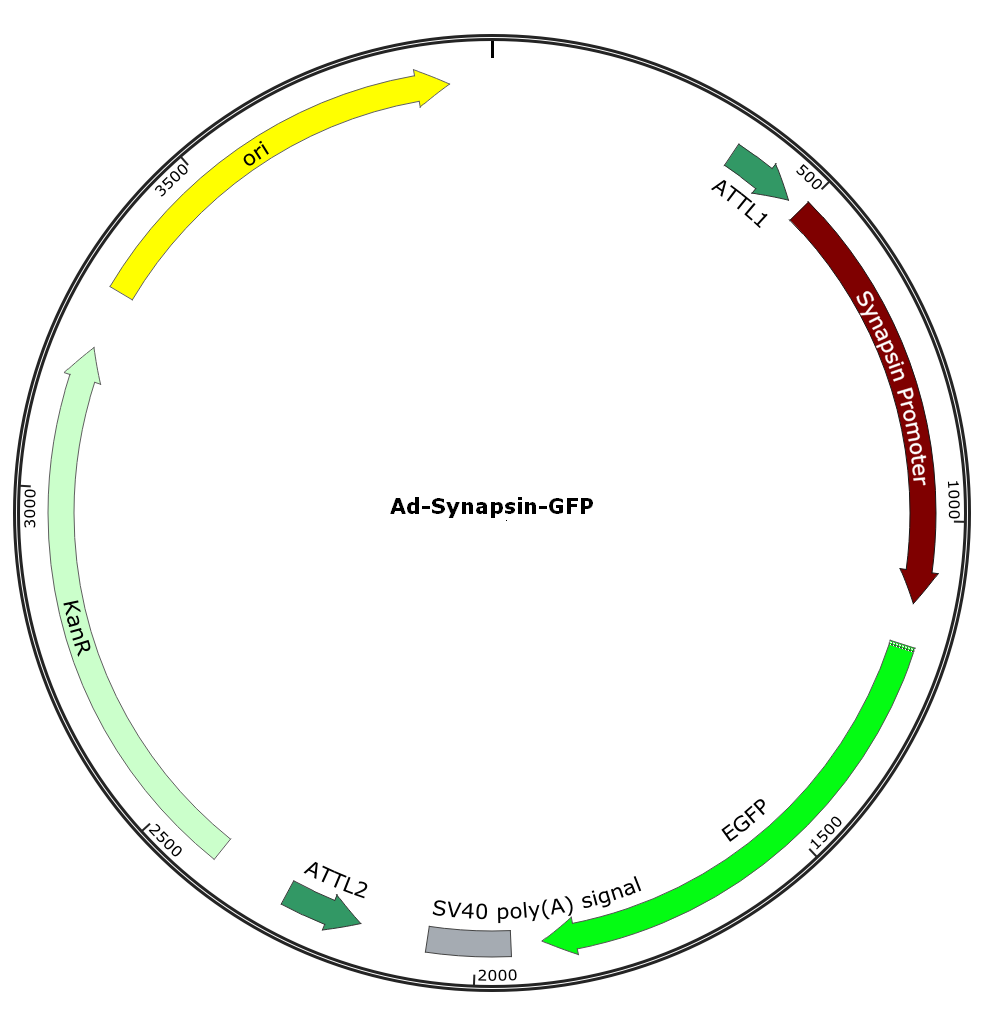 Adenovirus Synapsin-GFP