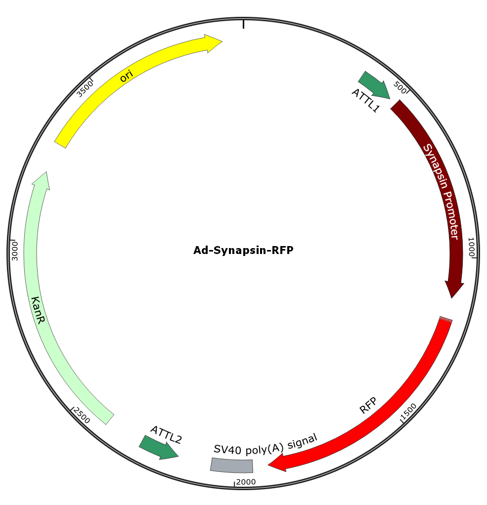 Adenovirus Synapsin-RFP