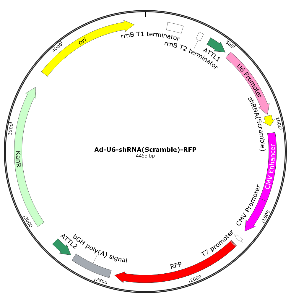Adenovirus U6-shRNA-RFP