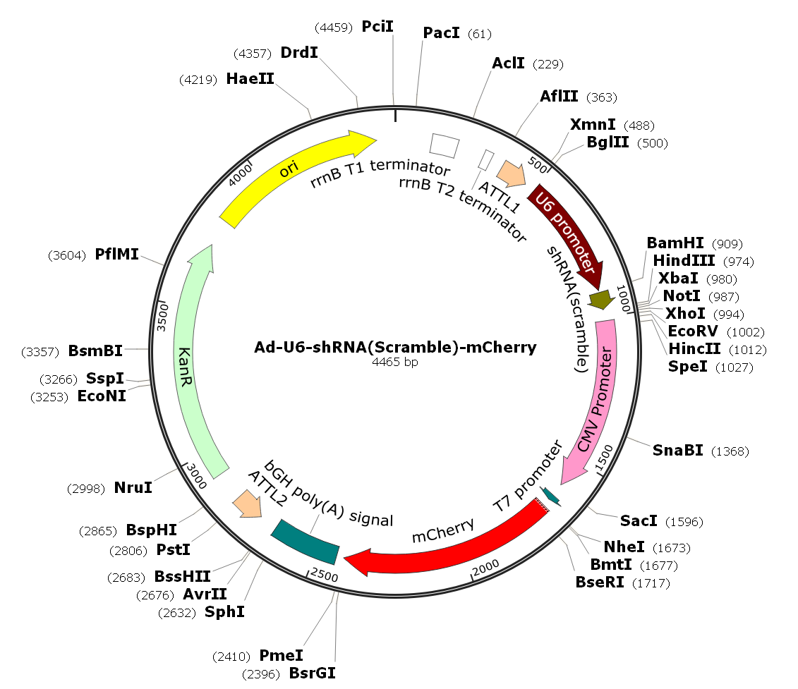 Adenovirus U6-shRNA-mCherry