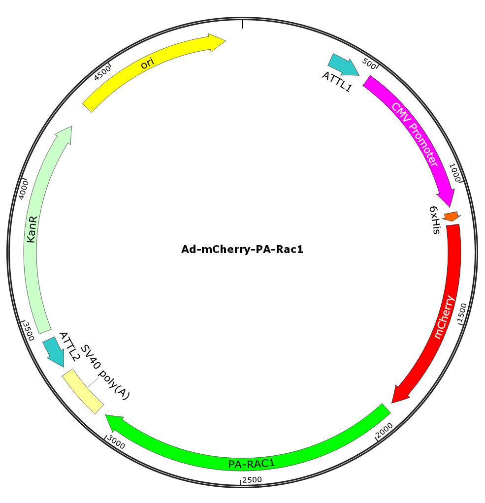 Adenovirus mCherry-PA-Rac1