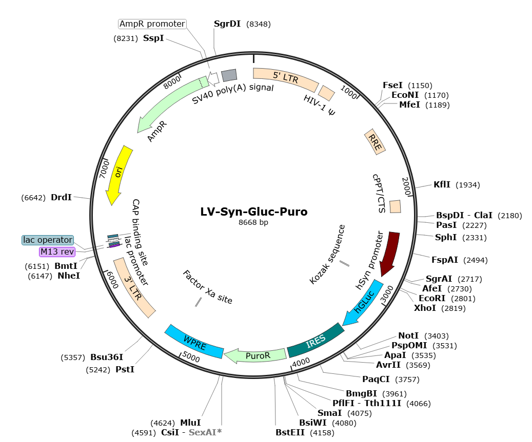 Lentivirus Syn-hGluc-Puro (2× 25 µl) Lentivirus Syn-hGluc-Puro (2× 25 µl)