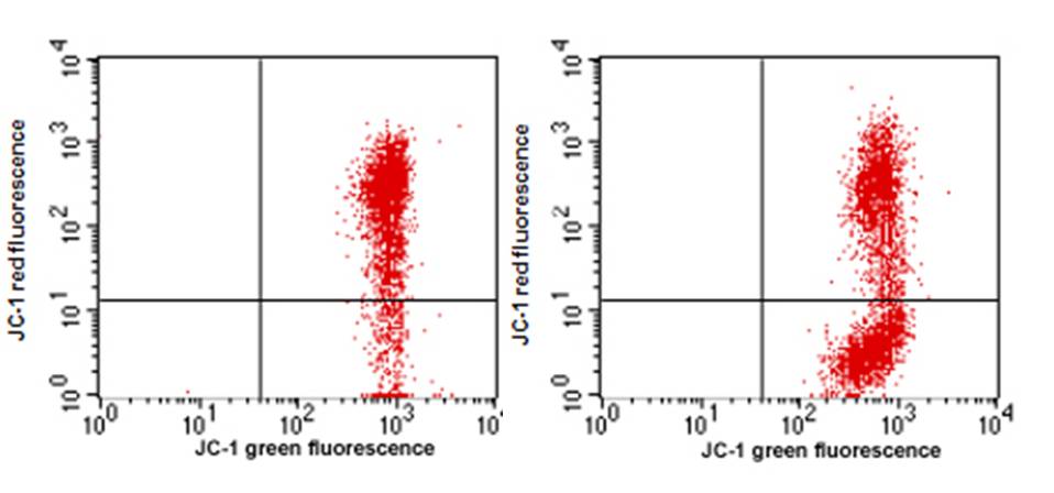 JC-1 Assay Kit