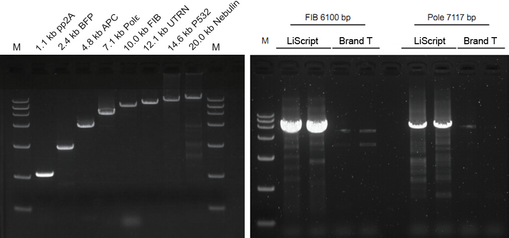 First-Strand cDNA Synthesis Kit