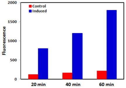 caspase 3 apoptosis assay